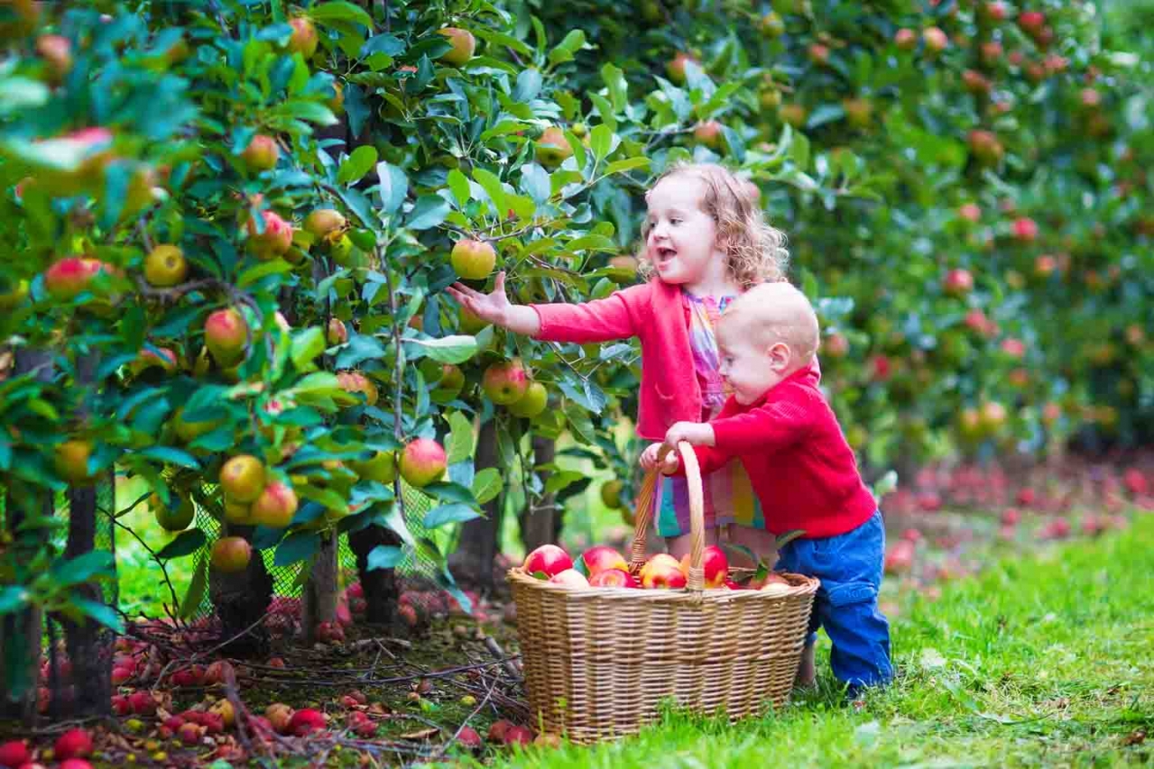 Дети собирают фрукты